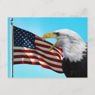 American Flag and Bald Eagle Postcard