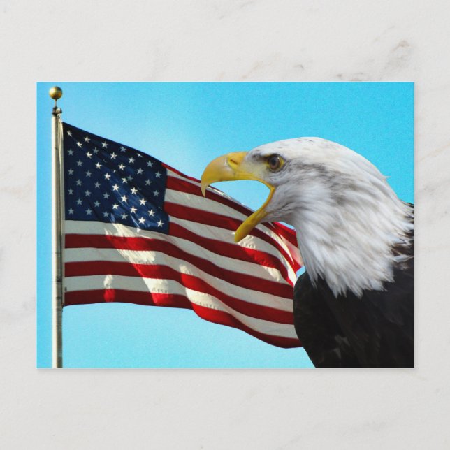 American Flag and Bald Eagle Postcard (Front)