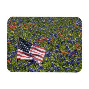 American Flag in field of Blue Bonnets, 2 Magnet