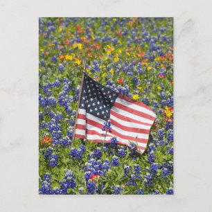 American Flag in field of Blue Bonnets, Postcard