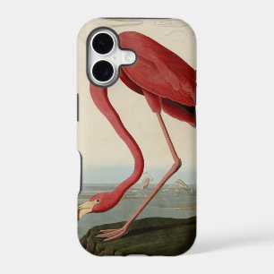 American Flamingo