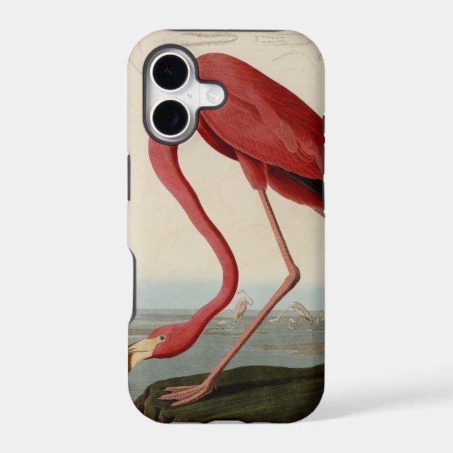 American Flamingo (Back)
