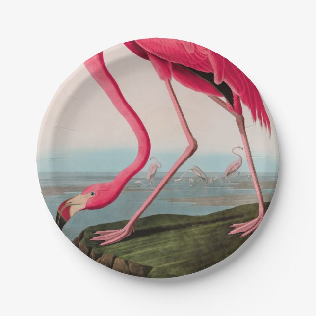 American Flamingo Birds of America Audubon Print Paper Plate (Front)