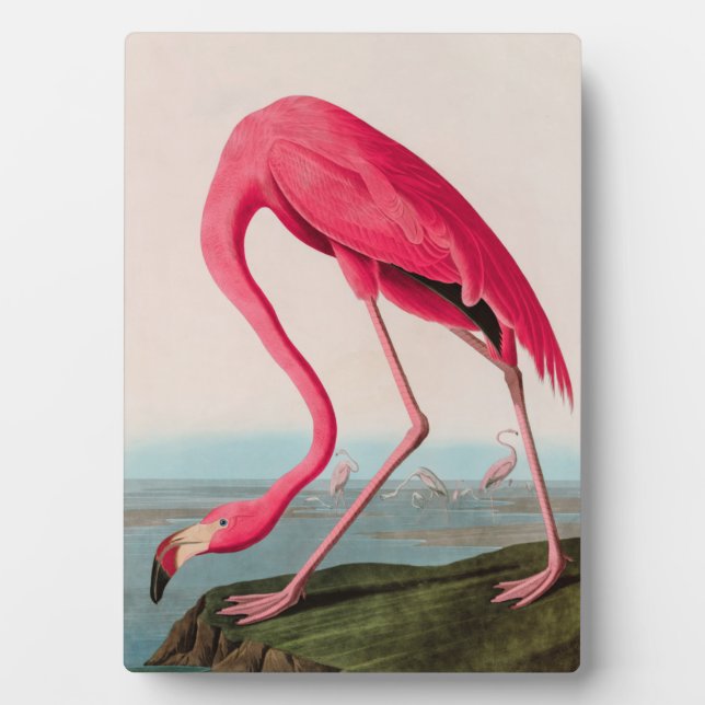 American Flamingo Birds of America Audubon Print Plaque (Front)