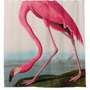 American Flamingo Birds of America Audubon Print Shower Curtain