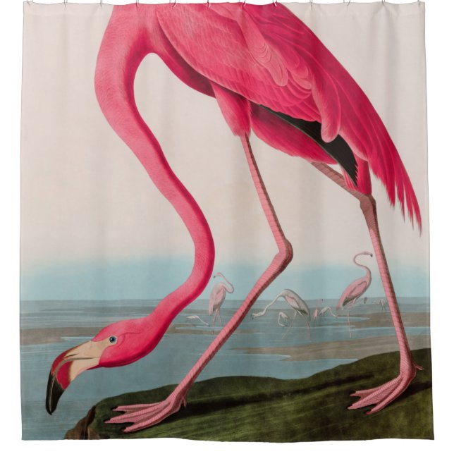 American Flamingo Birds of America Audubon Print Shower Curtain (Front)