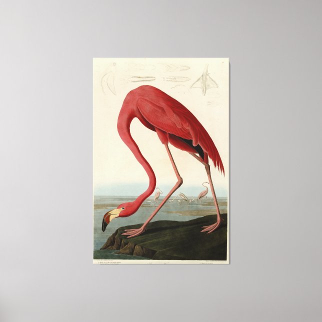 American Flamingo from Audubon's Birds of America Canvas Print (Front)