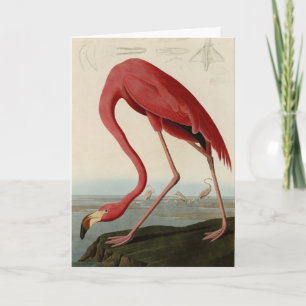 American Flamingo from Audubon's Birds of America Card
