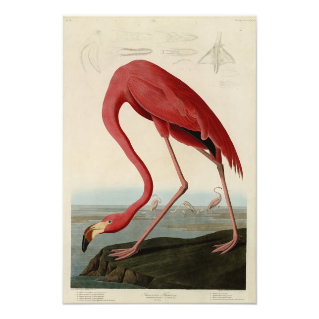 American Flamingo from Audubon's Birds of America Photo Print (Front)