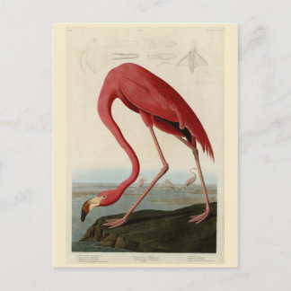 American Flamingo from Audubon's Birds of America Postcard