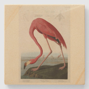 American Flamingo from Audubon's Birds of America Stone Coaster