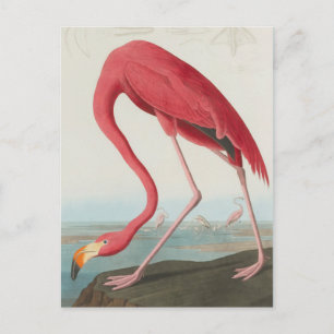 American Flamingo ... J.J. Audubon Postcard