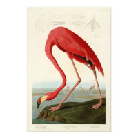 American Flamingo John Audubon Birds of America