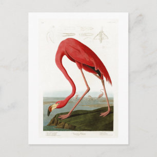American Flamingo John Audubon Birds of America Postcard
