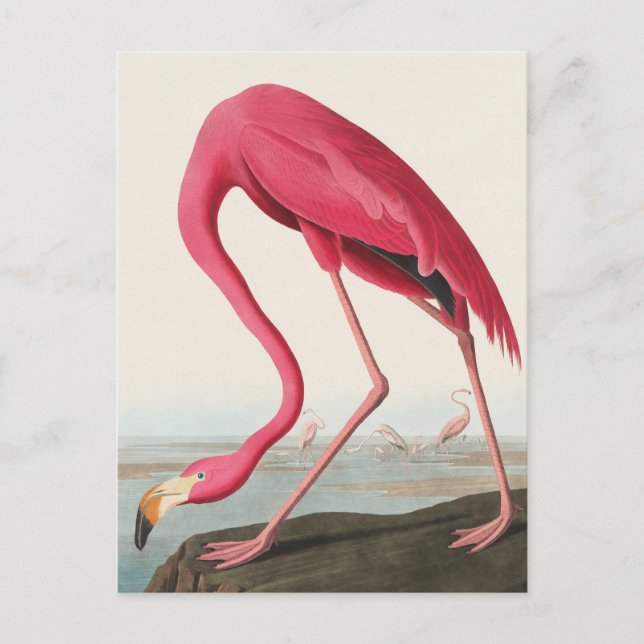 American Flamingo John Audubon Postcard (Front)
