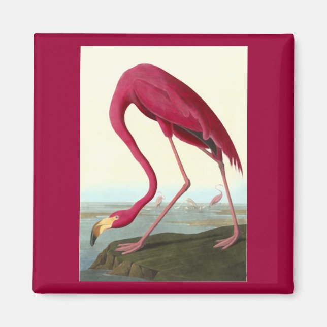 American Flamingo, John James Audubon Magnet (Front)