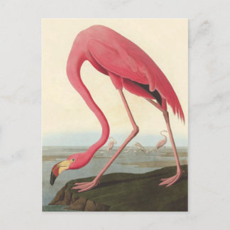 American Flamingo | John James Audubon Postcard