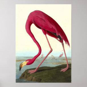 American Flamingo, John James Audubon Poster
