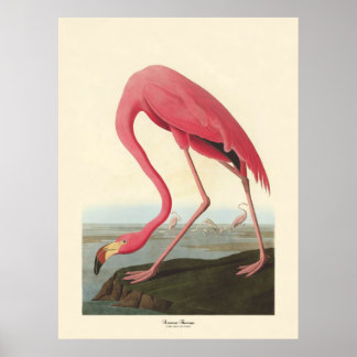 American Flamingo | John James Audubon Poster