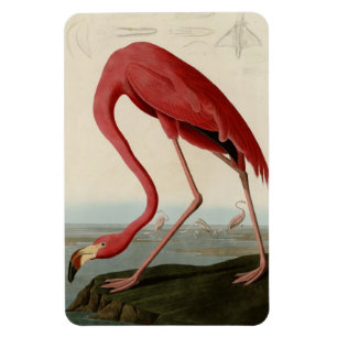 American Flamingo Magnet