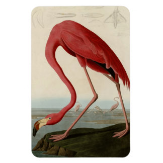 American Flamingo Magnet