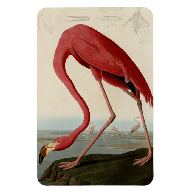 American Flamingo Magnet (Vertical)