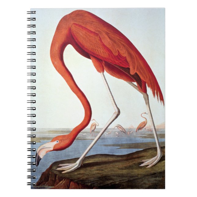 American Flamingo Notebook (Front)