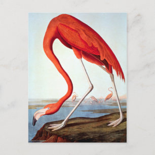 American Flamingo Postcard