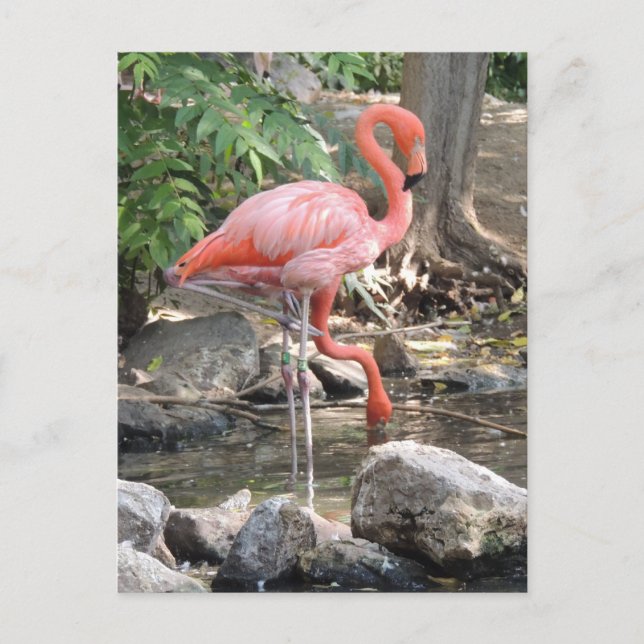 American Flamingo Postcard (Front)