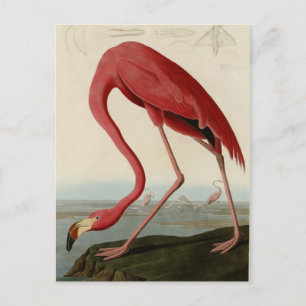 American Flamingo Postcard