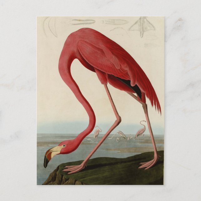 American Flamingo Postcard (Front)