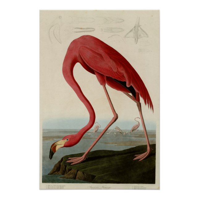 American Flamingo Poster (Front)