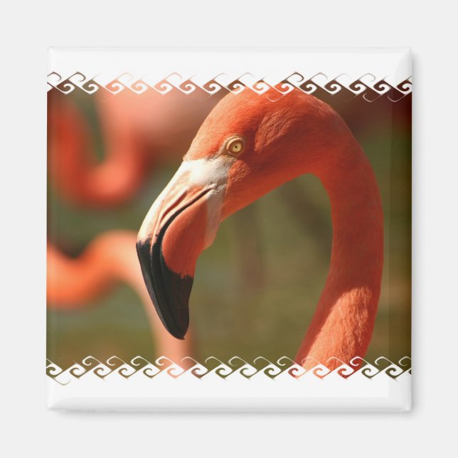 American Flamingo Square Magnet (Front)