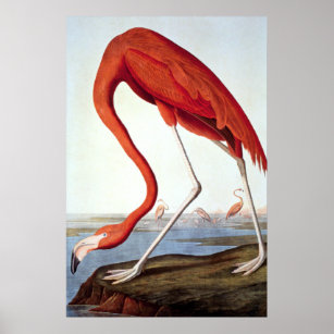 American Flamingo - Wildlife by John Audubon Poster