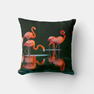 American flamingos with Reflections Resting and Fo Cushion