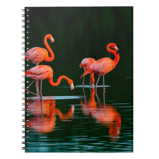 American flamingos with Reflections Resting and Fo Notebook (Front)