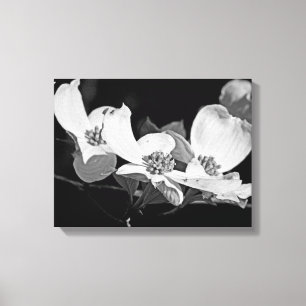 American Flowering Dogwood Blossoms  Black & White Canvas Print