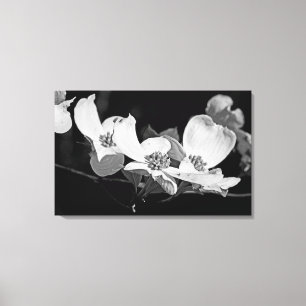 American Flowering Dogwood Blossoms  Black & White Canvas Print