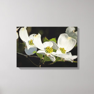 American Flowering Dogwood Flowers Cornus florida Canvas Print