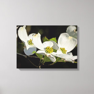 American Flowering Dogwood Flowers Cornus florida Canvas Print