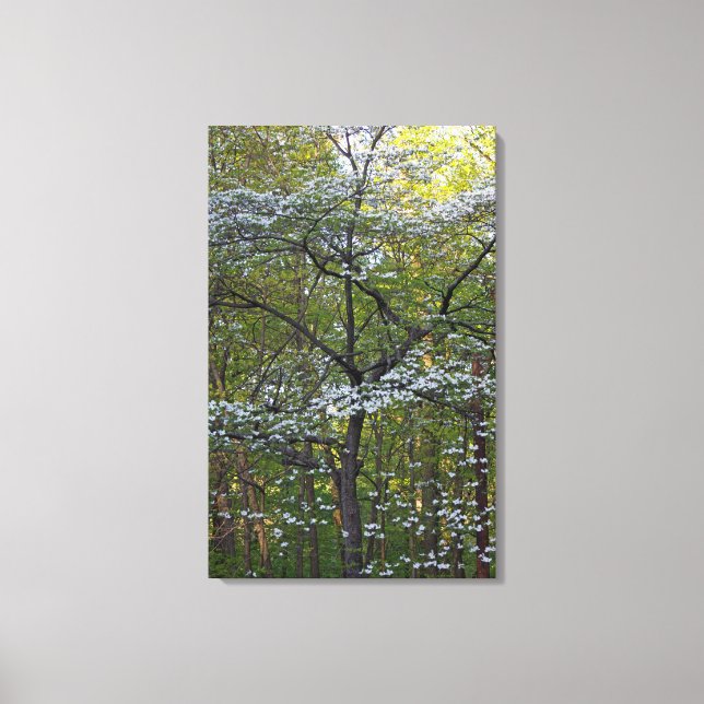 American Flowering Dogwood Tree - Cornus florida Canvas Print (Front)