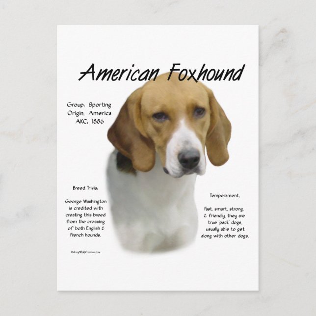 American Foxhound History, All About Foxhounds Postcard (Front)