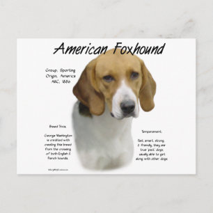 American Foxhound History, All About Foxhounds Postcard