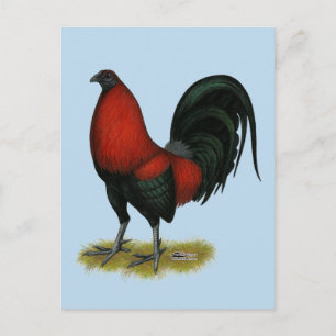 American Game BB Black Red Rooster Postcard