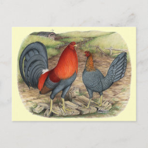 American Game Blue Reds Postcard