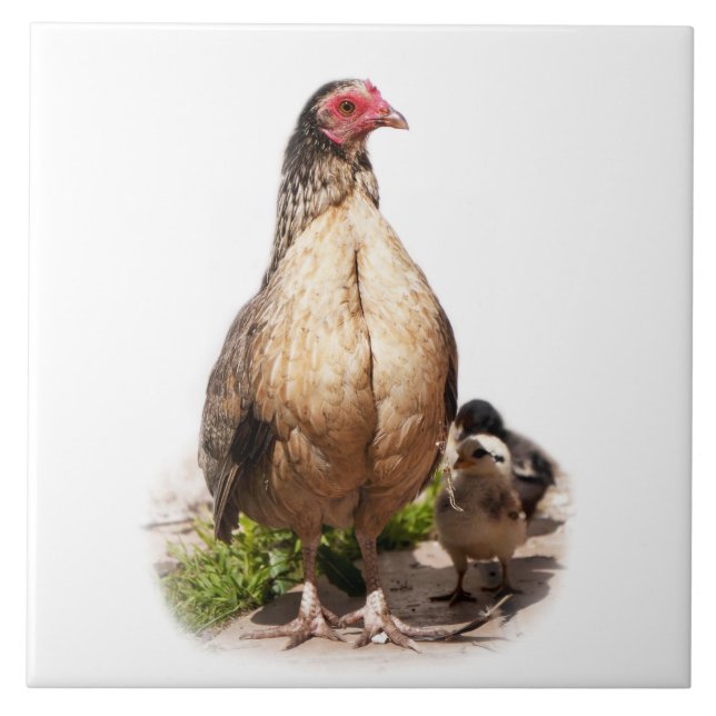 American Game Hen and Baby Chickens Tile (Front)