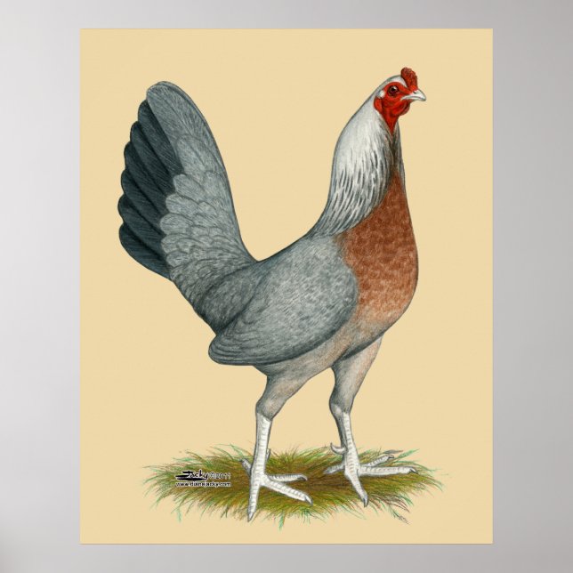 American Game Hen Silver Blue Poster (Front)
