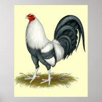 American Game Silver Blue Gamecock