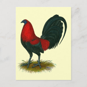American Gamecock:  Brown Red Postcard