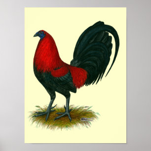 American Gamecock:  Brown Red Poster